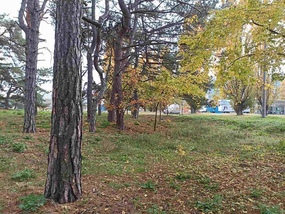 В Днепре на ж/м Приднепровск вырубают деревья: подробности - рис. 1