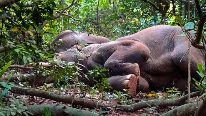 Напились ликера и уснули: в джунглях Индии появились слоны-алкоголики - рис. 1