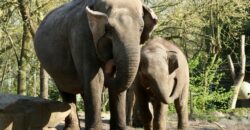 Напилися лікеру і заснули: у джунглях Індії з'явилися слони-алкоголіки - рис. 5