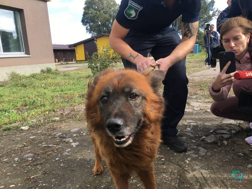 Помер пес Крим, який пережив ракетний удар по Дніпру - рис. 3