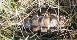 В Днепре возле парка развлечений «Лавина» местный житель обнаружил гранату: подробности - рис. 4
