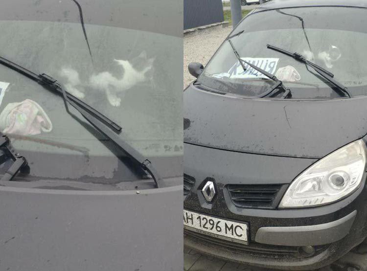 У Павлограді 4 добу шукають власника автівки, який закрив всередині кота - рис. 1