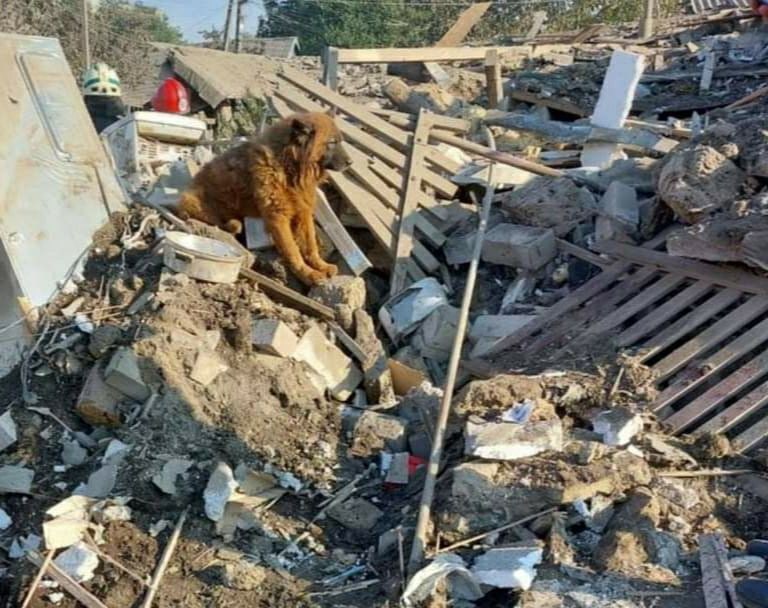 Помер пес Крим, який пережив ракетний удар по Дніпру - рис. 4