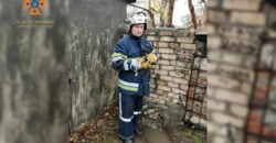 В частном доме на Днепропетровщине спасли щенка, застрявшего под бетонной плитой - рис. 17