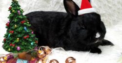 Святковий стіл на Новий рік 2023: що можна та заборонено готувати у рік Чорного Кролика