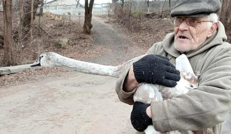 На Дніпропетровщині 69-річний дідусь, ризикуючи власним життям врятував лебедя