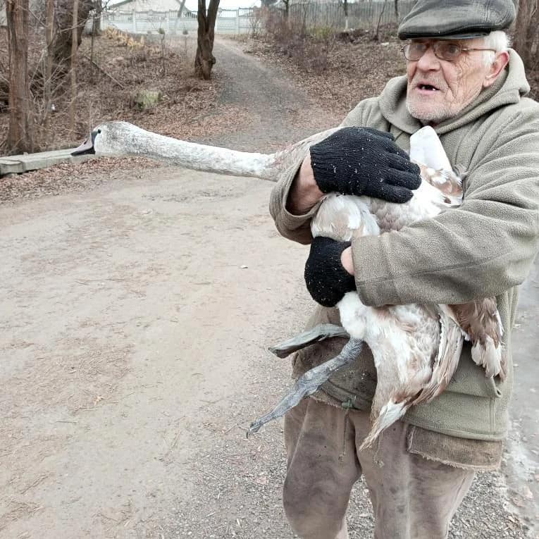 В Днепропетровской области 69-летний дедушка, рискуя собственной жизнью спас лебедя - рис. 2