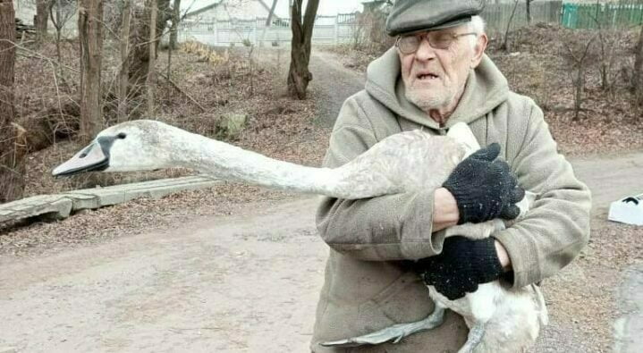 На Дніпропетровщині 69-річний дідусь, ризикуючи власним життям врятував лебедя