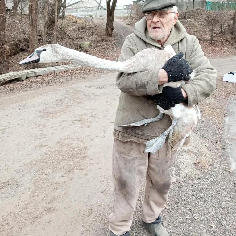 В Днепропетровской области 69-летний дедушка, рискуя собственной жизнью спас лебедя - рис. 1