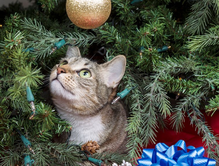 Як врятувати новорічну ялинку від кота: корисні поради