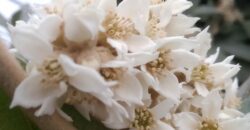 Зима цвітінням не завада: у ботсаду Дніпра розпустилися рідкісні по красі квіти - рис. 16