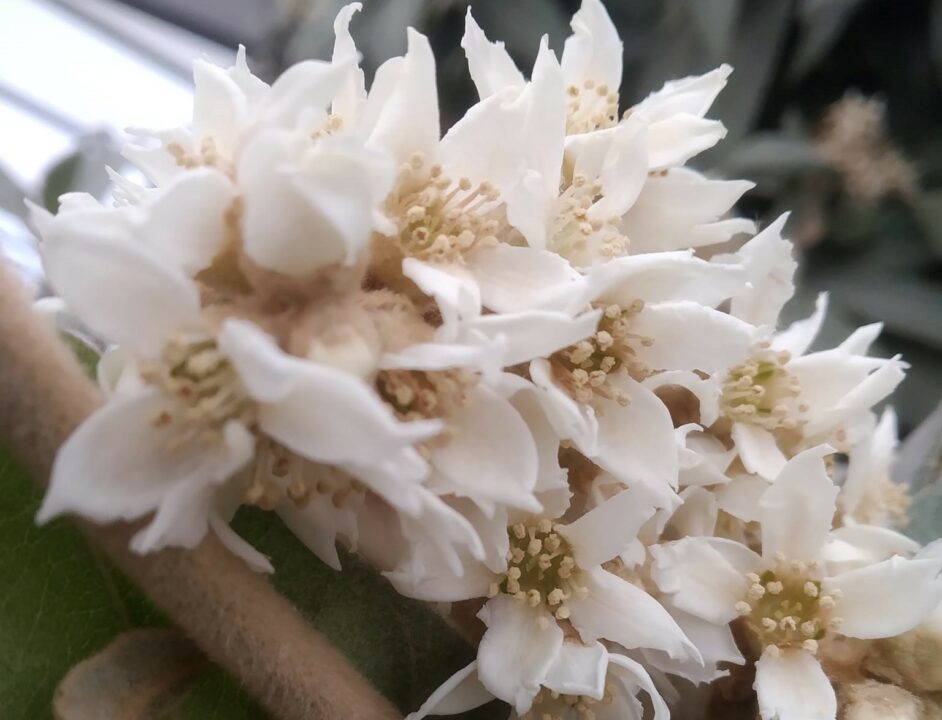 Зима цветенью не помеха: в ботсаду Днепра распустились редкие по красоте цветы - рис. 7