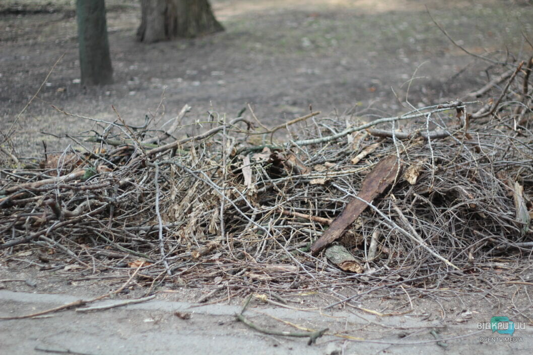 У дніпровському парку Глоби продовжують пиляти і омолоджувати дерева