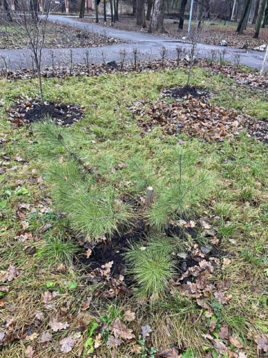 У Кривому Розі вандали спилили у парку дві сосни