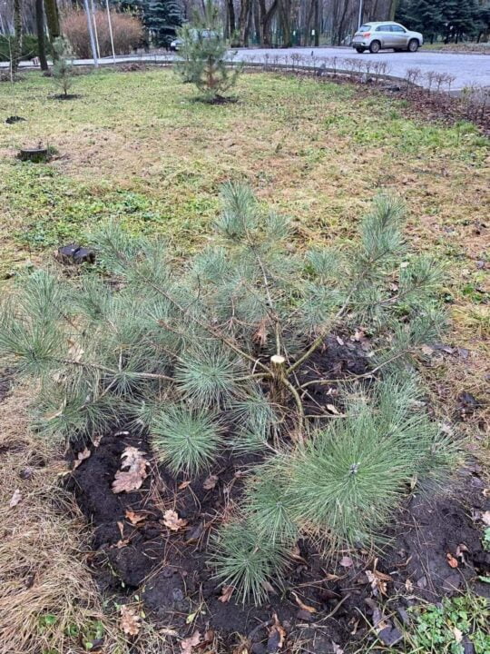 В Кривом Роге вандалы спилили в парке две сосны