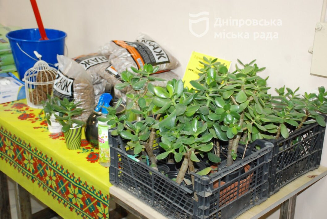 У Дніпрі вихованці закладів позашкілля висадили рослини у гільзи: тепер їх можна придбати за донат для ЗСУ - рис. 8