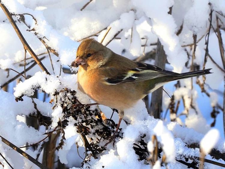 Днепровский фотограф-анималист показал удивительных птичек, оставшихся зимовать в городе