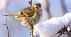 Днепровский фотограф показал удивительных птичек, оставшихся зимовать в городе - рис. 5