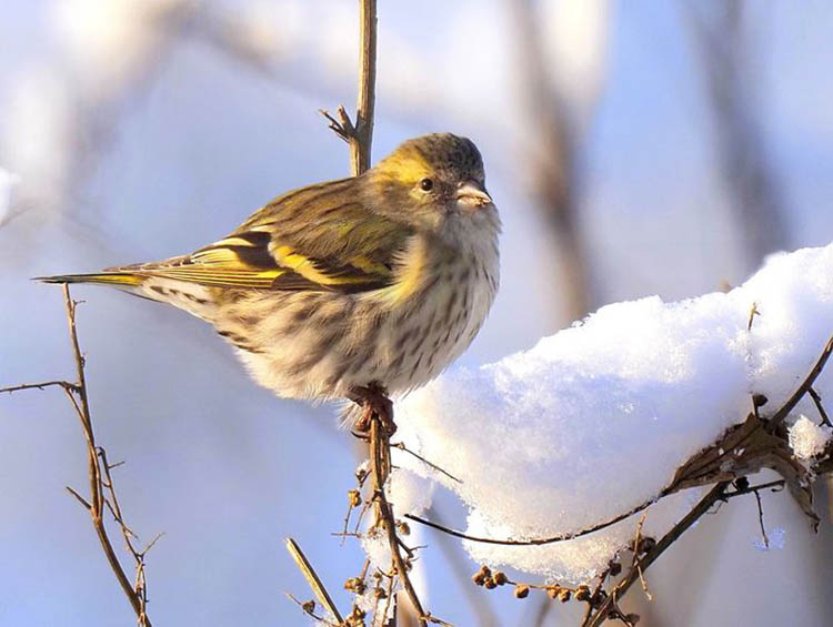 Днепровский фотограф-анималист показал удивительных птичек, оставшихся зимовать в городе
