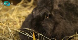 Ласкавий, чутливий, грайливий: Чорний Водяний Кролик – символ Нового 2023 року