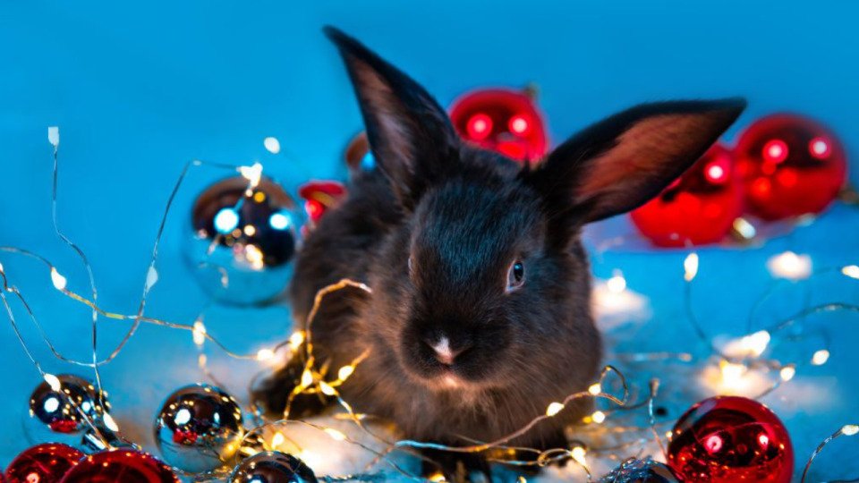 Святковий стіл на Новий рік 2023: що можна та заборонено готувати у рік Чорного Кролика