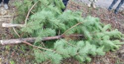 В Днепре две женщины незаконно срубили елки и пытались вынести их из лесхоза - рис. 9
