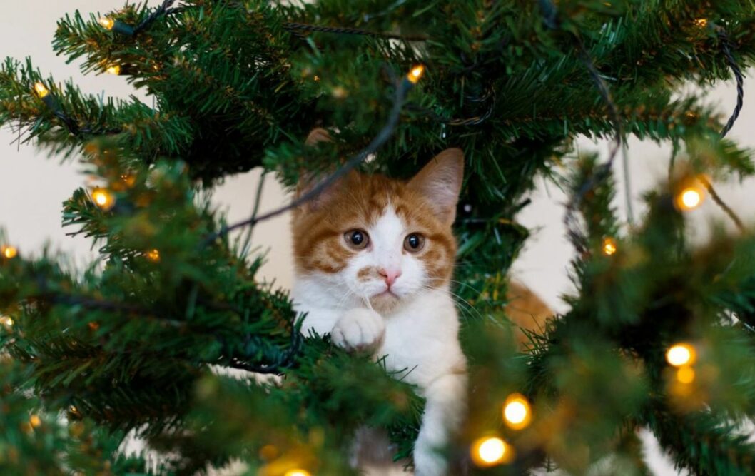 Як врятувати новорічну ялинку від кота: корисні поради