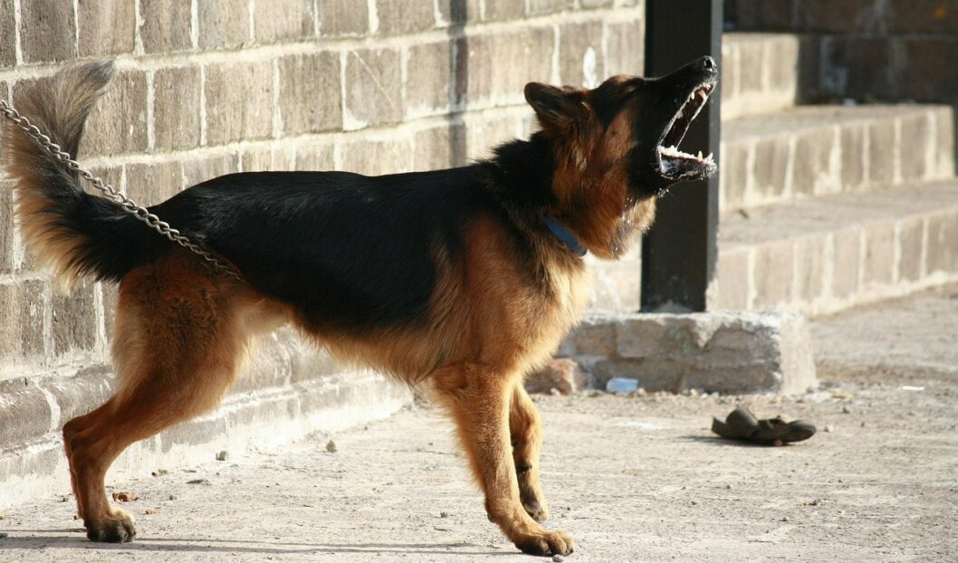Взбесилась от постоянных обстрелов: на Днепропетровщине домашняя собака покусала целую семью - рис. 1