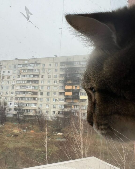 Найвідоміший кіт України Степан повернувся додому у Харків