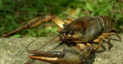 На Днепропетровщине вступили в действие сезонные запреты на вылов раков - рис. 1