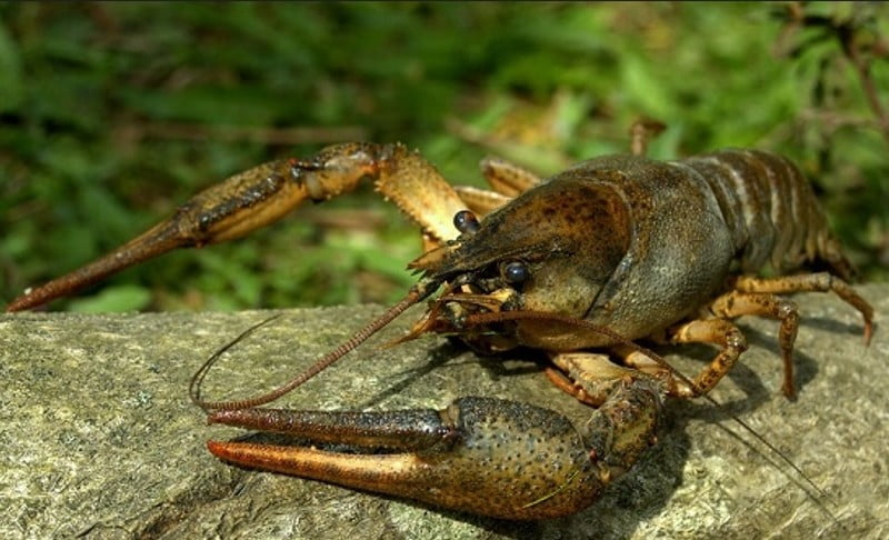На Днепропетровщине вступили в действие сезонные запреты на вылов раков - рис. 1