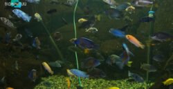 Погибают от холода: в аквариуме Днепра спасают экзотических рыб - рис. 4