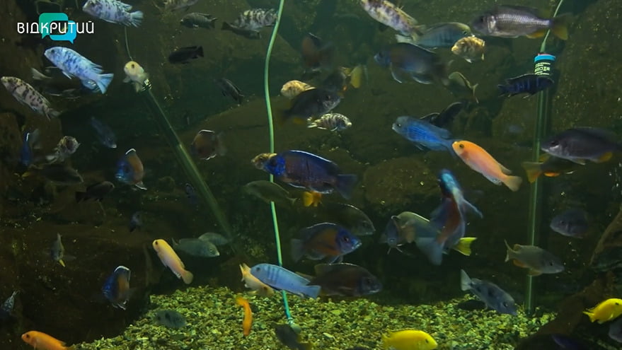 Погибают от холода: в аквариуме Днепра спасают экзотических рыб - рис. 1