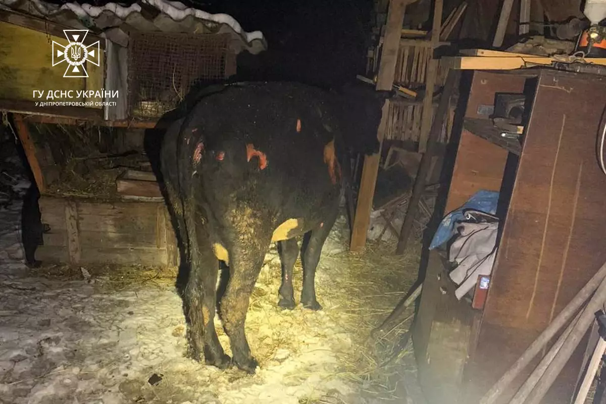 Під час пожежі на Дніпропетровщині постраждали домашні тварини, одна з них загинула - рис. 2