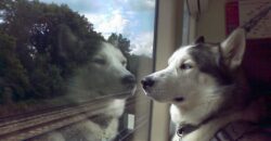 В Україні можна придбати квиток на поїзд для домашніх тварин