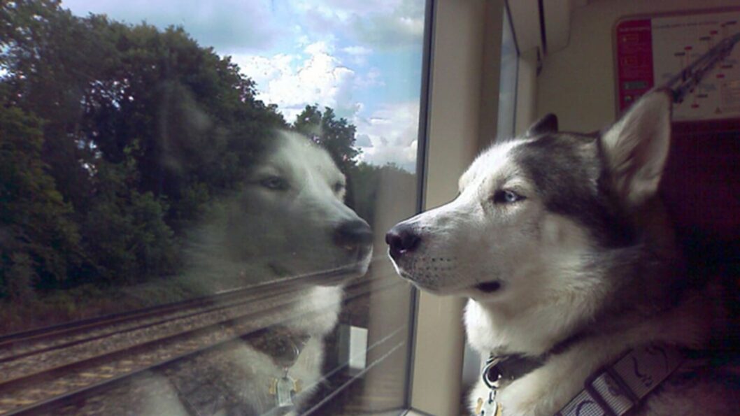 В Україні можна придбати квиток на поїзд для домашніх тварин