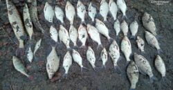 У Дніпрі поліція затримала браконьєра, який наловив риби на 65 тисяч гривень - рис. 17