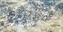 В реке Днепр массово вымирает рыба - рис. 5