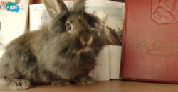 Незвичайний працівник: у Центральній міській бібліотеці Дніпра «працює» пухнастий кролик