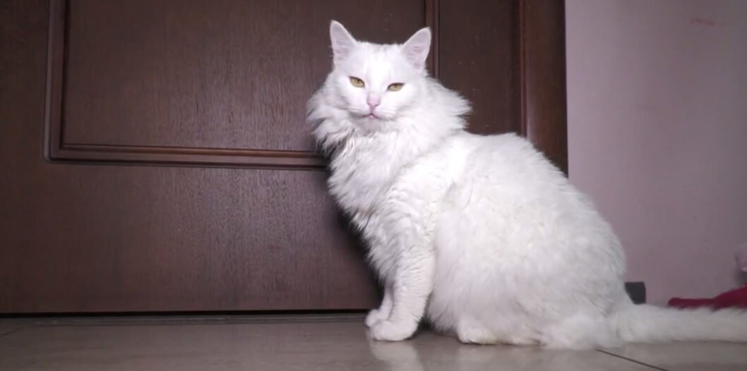 У Дніпрі кішка з Луганщини працює арт-терапевтом для дітей