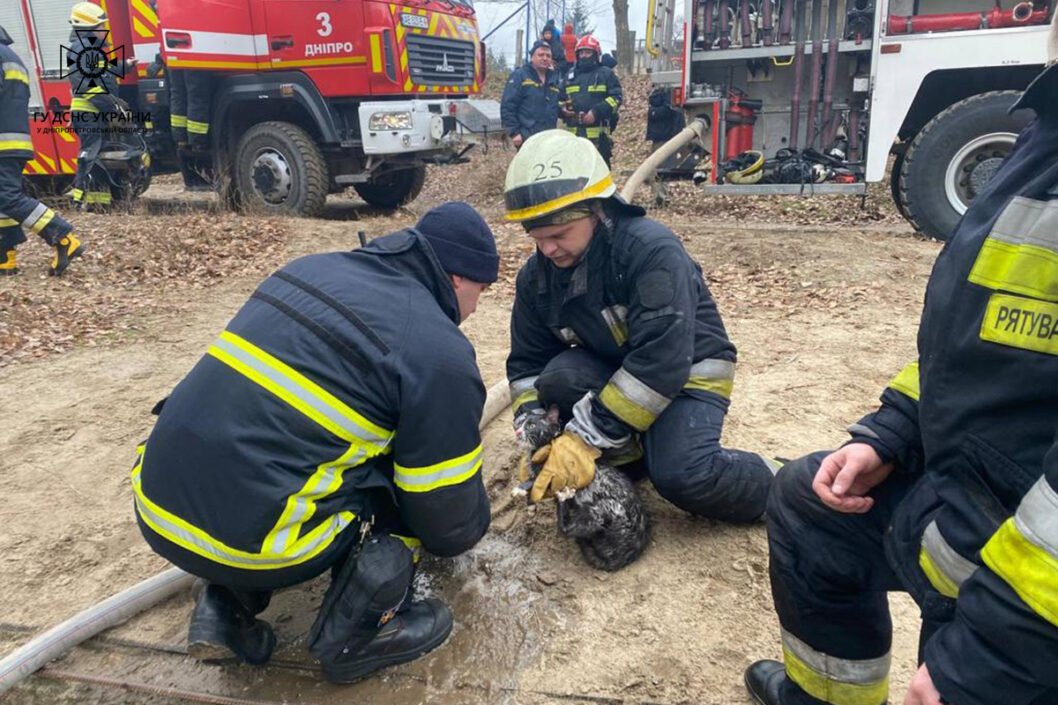 В Днепре во время ликвидации пожара спасли котиков (Фото) - рис. 2