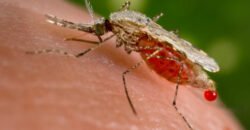 В Днепре зарегистрировали случай заболевания малярией: что известно - рис. 4