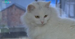 В дитячому освітньому центрі Дніпра працює кішка – психолог з Луганщини