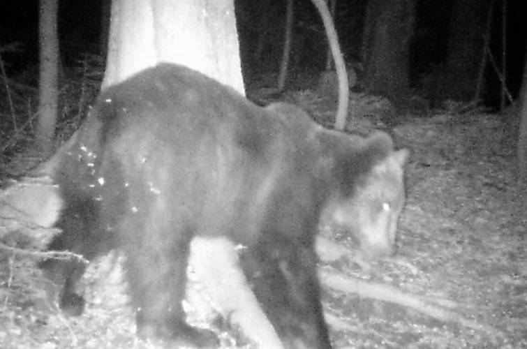 Из-за аномального потепления в Карпатах проснулся бурый медведь - рис. 1