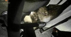 Залезла погреться: в Днепре спасатели освободили застрявшую в моторном отсеке автомобиля кошку - рис. 2