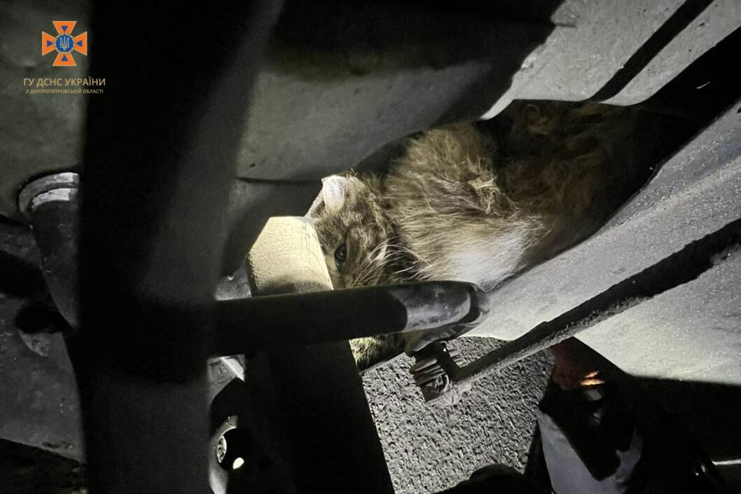 Залезла погреться: в Днепре спасатели освободили застрявшую в моторном отсеке автомобиля кошку - рис. 1