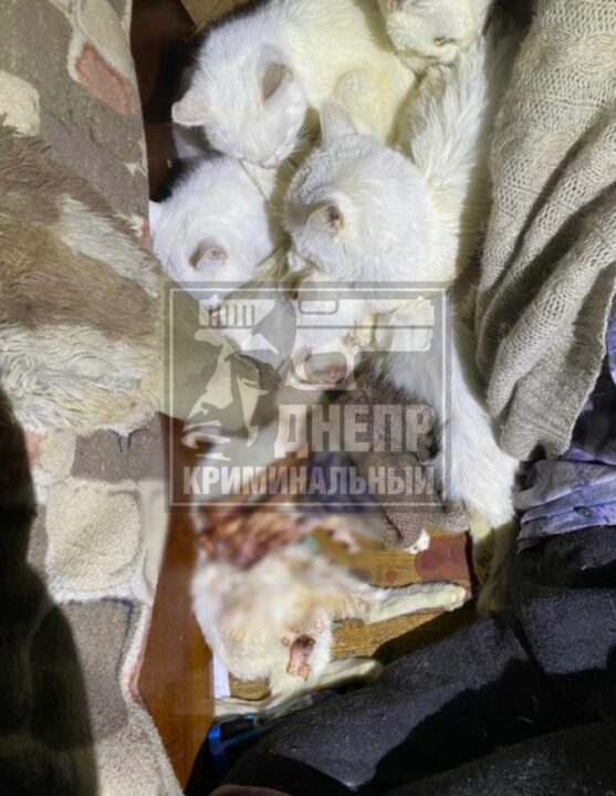 Пушистые людоеды: в Днепре домашние любимцы объели женщине конечности - рис. 2