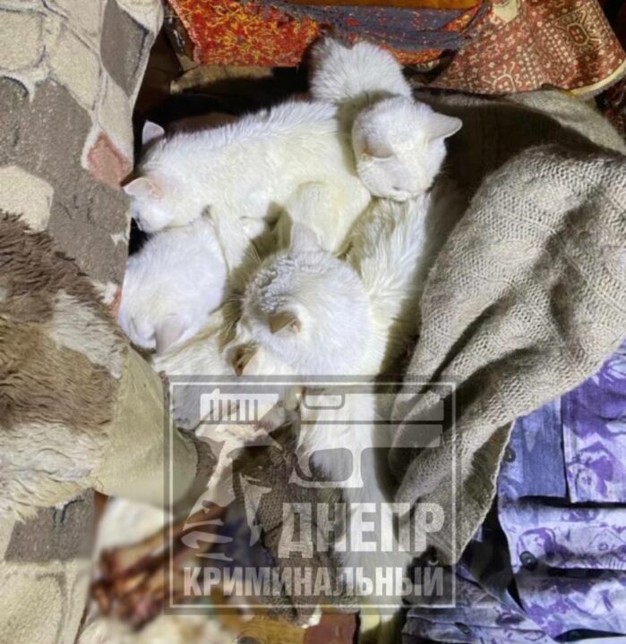 Пушистые людоеды: в Днепре домашние любимцы объели женщине конечности - рис. 4