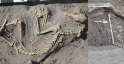 На Днепропетровщине археологи обнаружили уникальные захоронения домашних животных - рис. 2