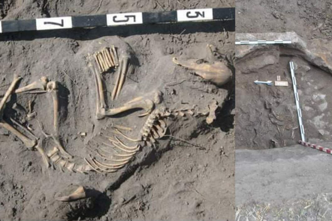 На Днепропетровщине археологи обнаружили уникальные захоронения домашних животных - рис. 1